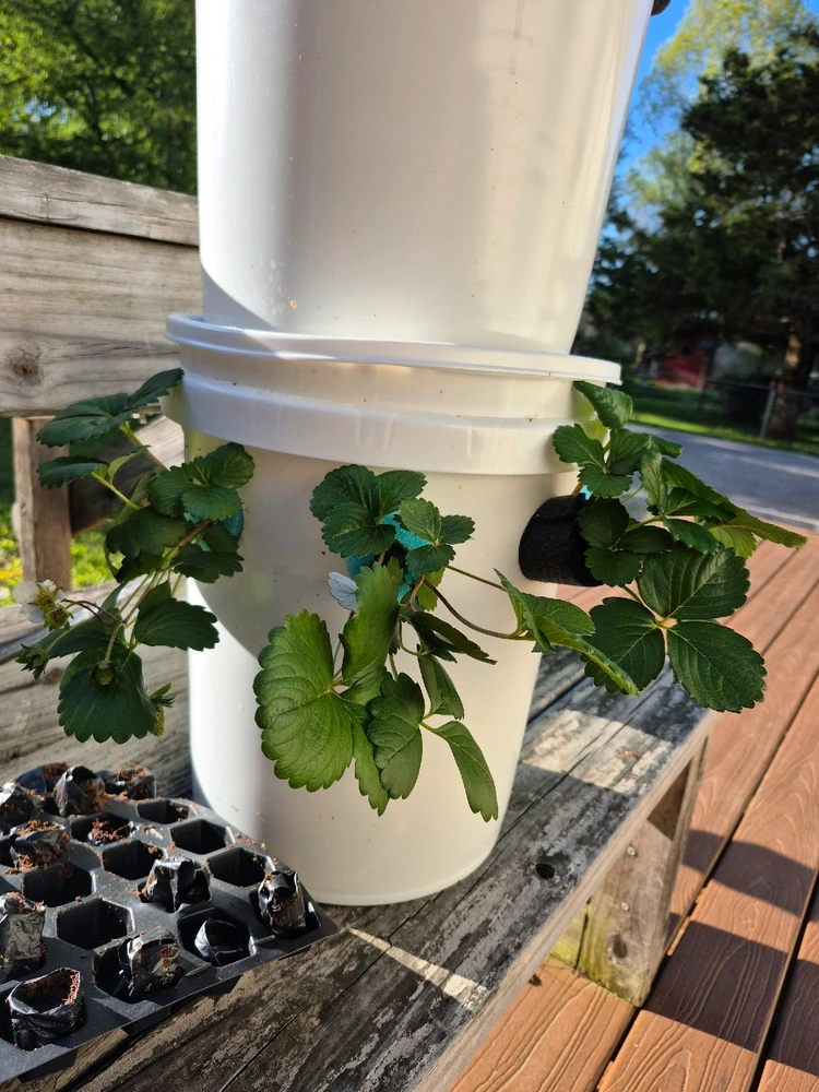 Gambar diunggah dening Pascal