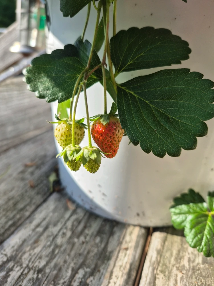 Gambar diunggah dening Pascal