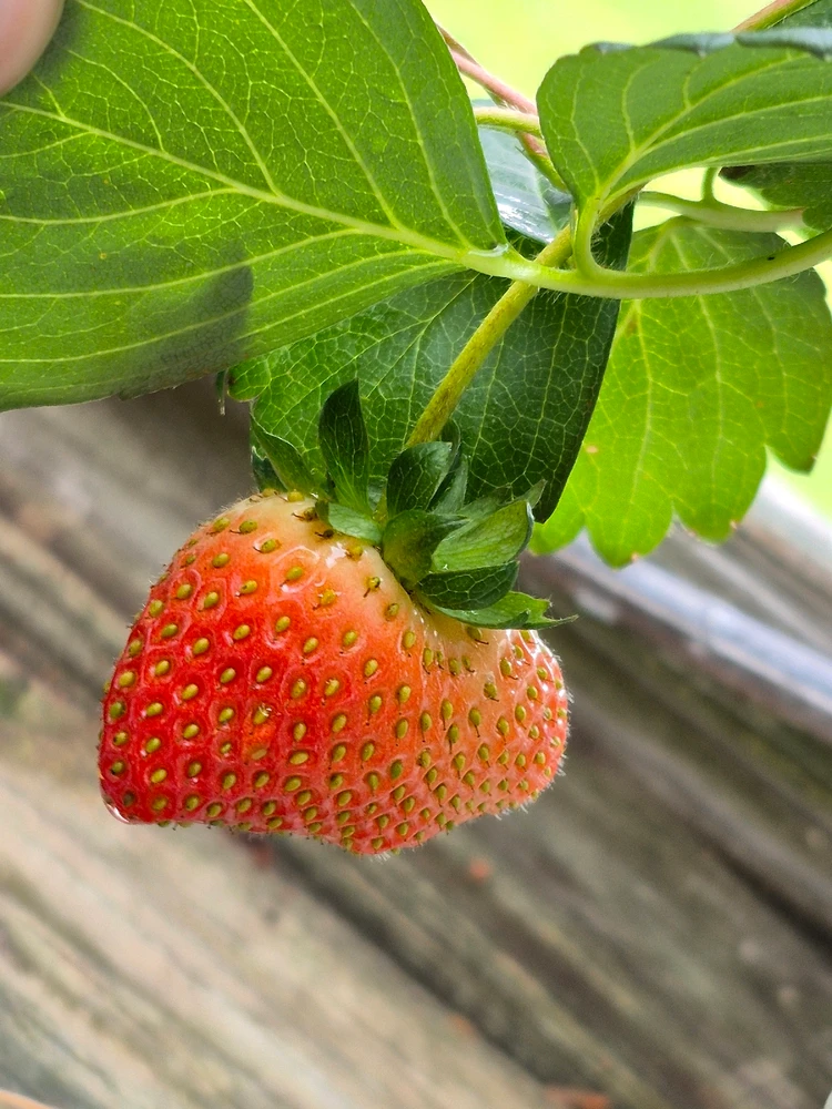 Gambar diunggah dening Pascal