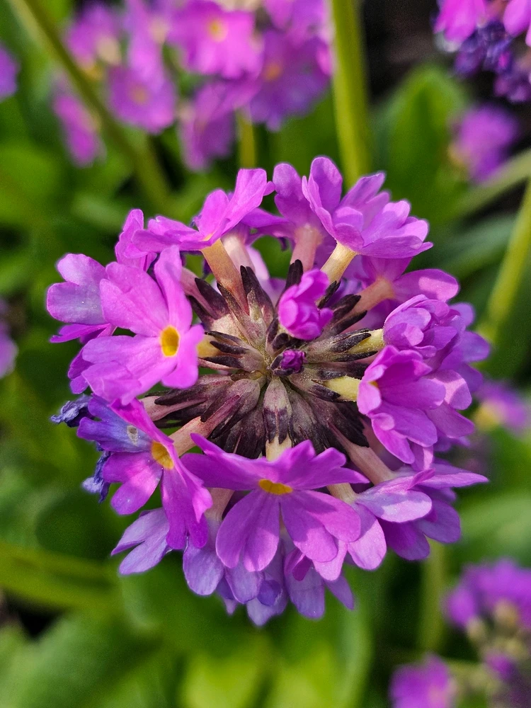 Image uploaded by Anurag