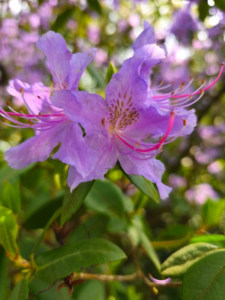 Image uploaded by Anurag