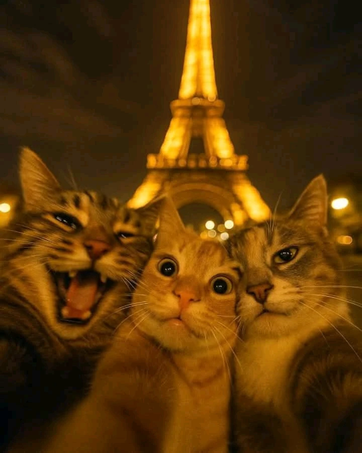 GIF ajouté par Rick