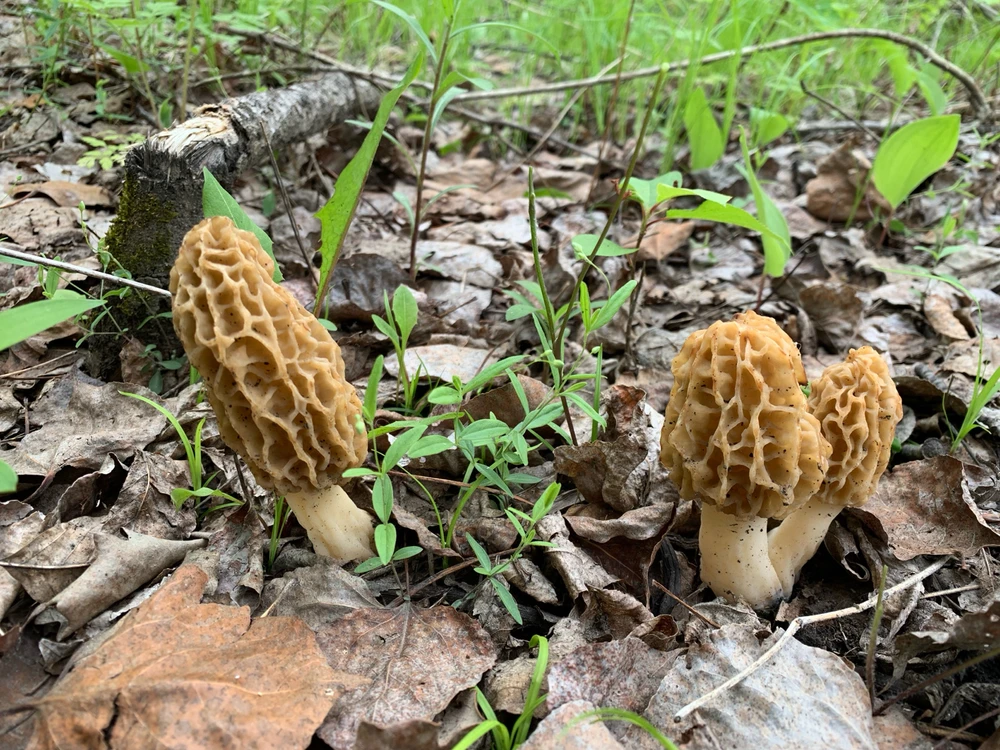 Image uploaded by Cnk