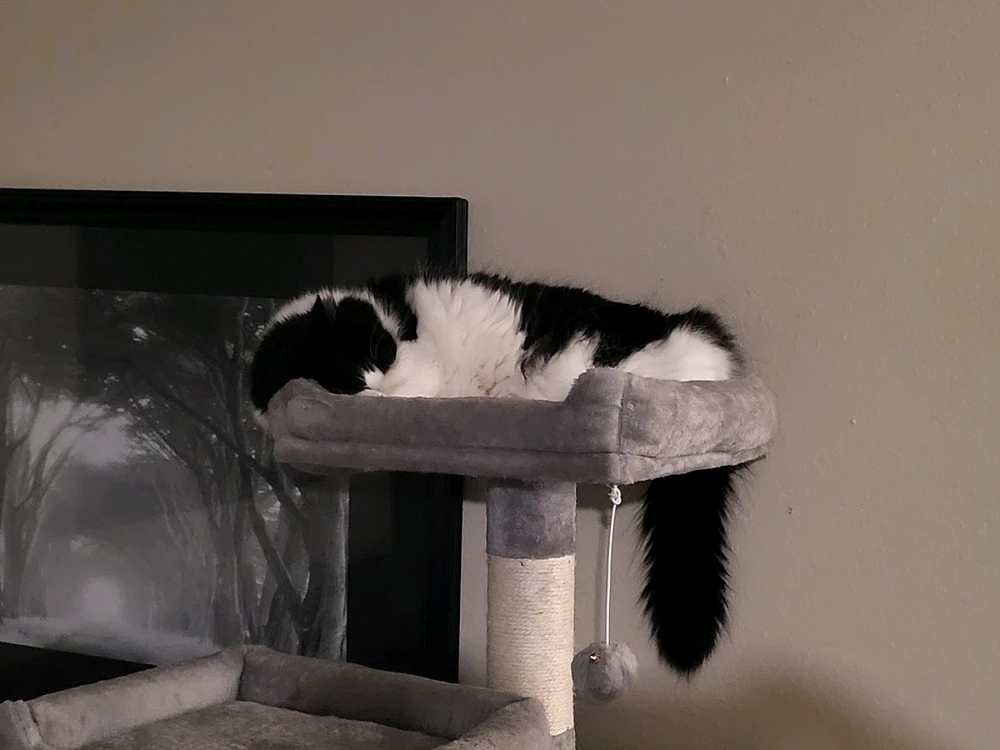 Image uploaded by Dylan