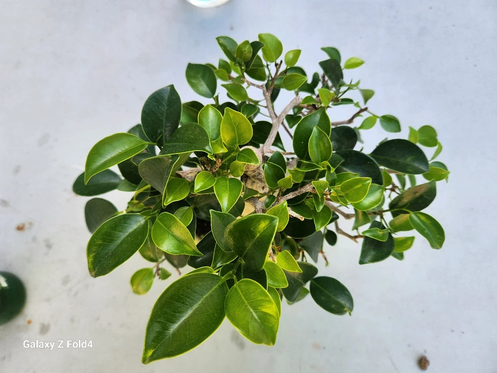 Imagen subida por Reyes