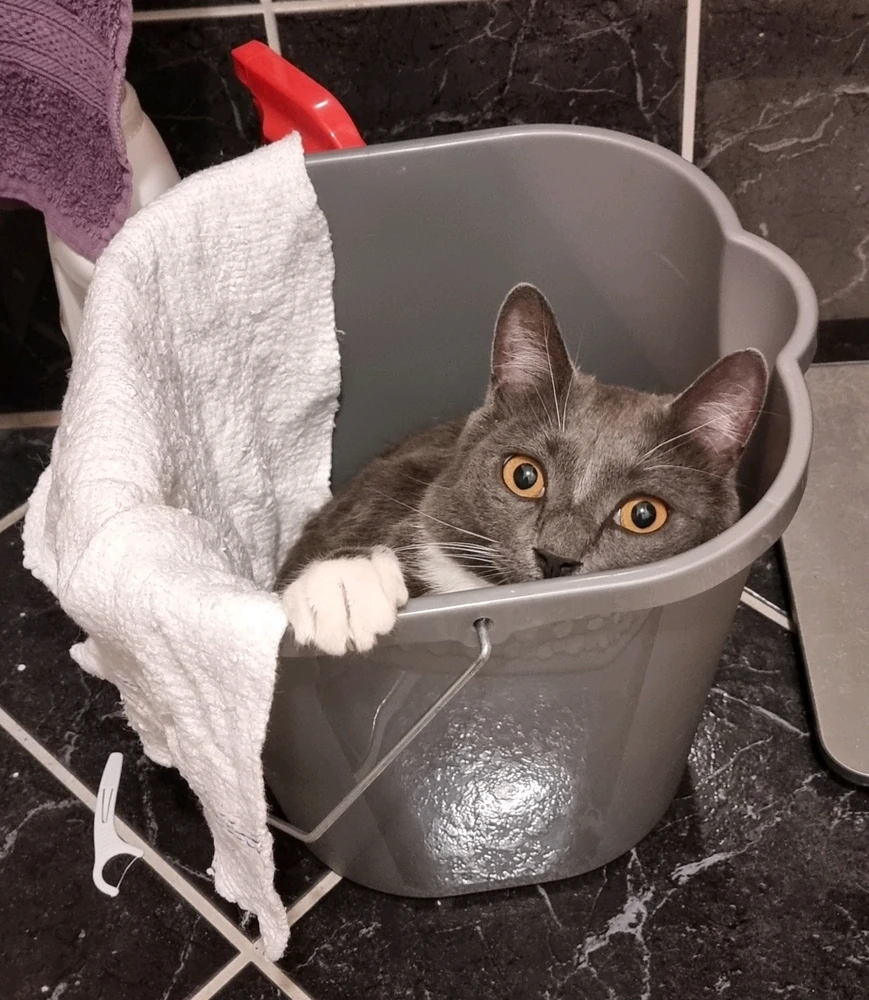 GIF uploaded by Frida