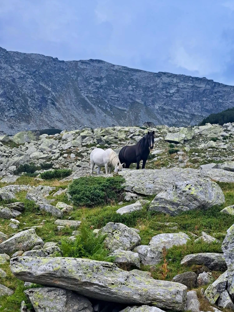 Image uploaded by Cristi