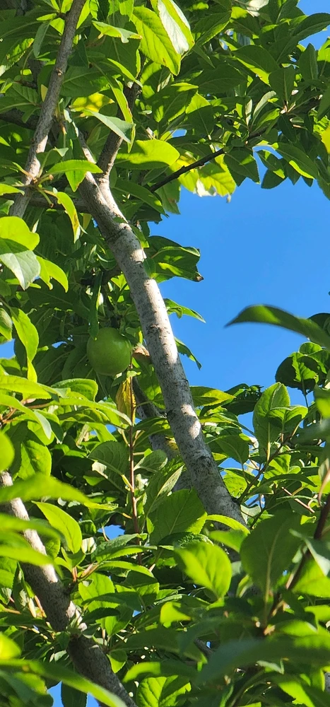 Osman tarafından yüklenen GIF