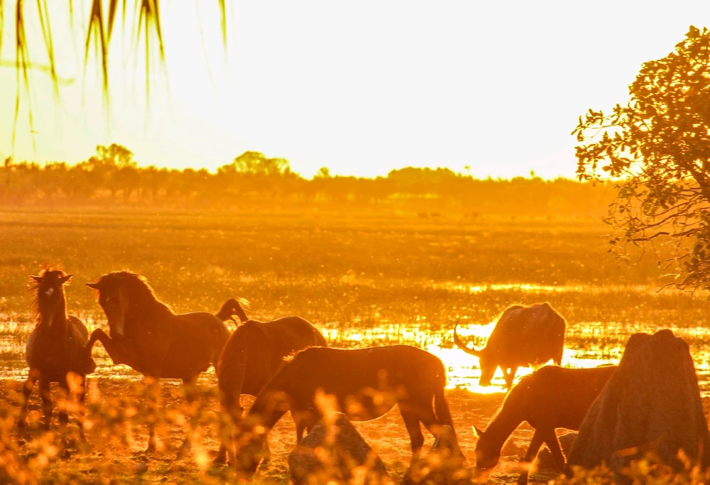 Gambar diunggah dening Kris