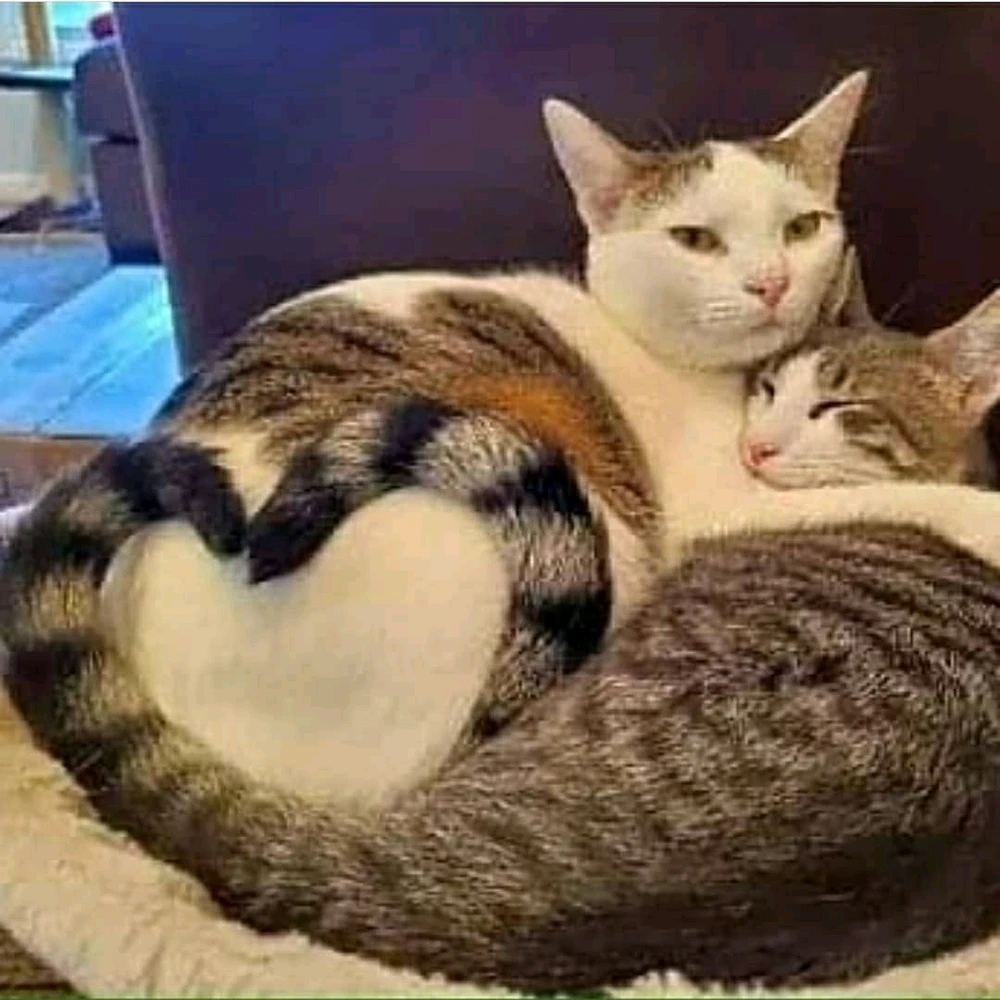 GIF загрузил Timofey