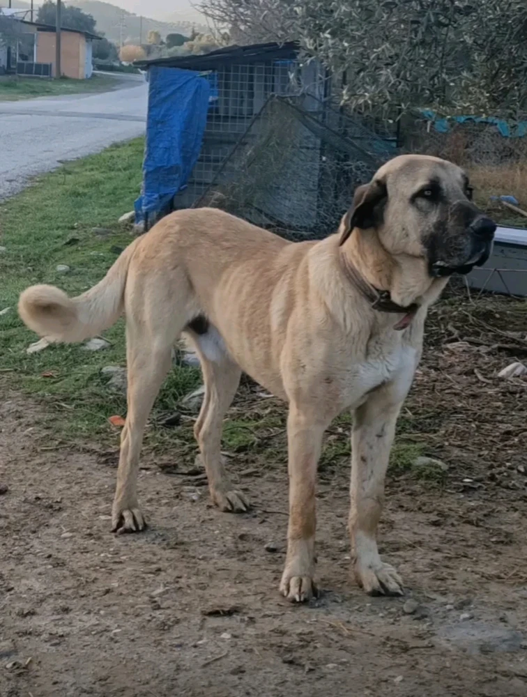 Damlacikolata3 tarafından yüklenen GIF