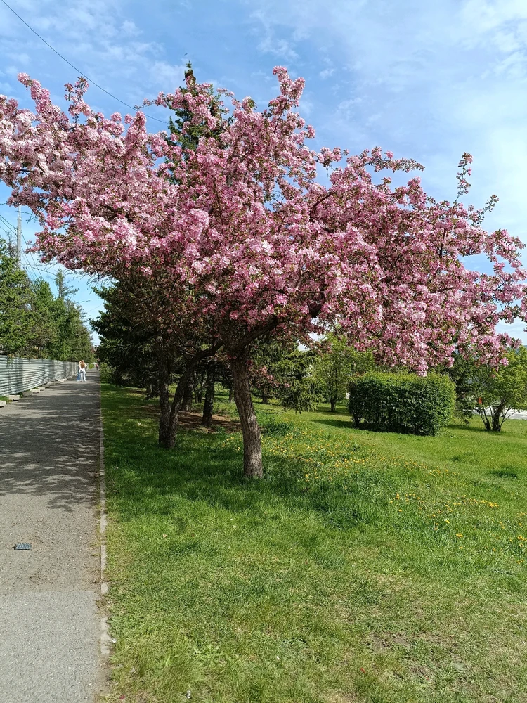 Фото загрузил Алиса
