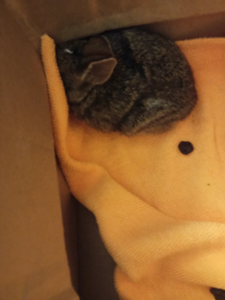 Bunny 