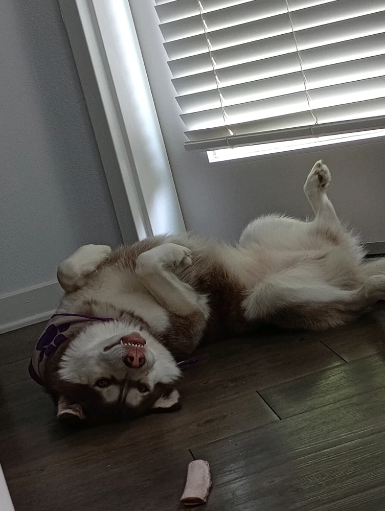 GIF uploaded by Tiffany