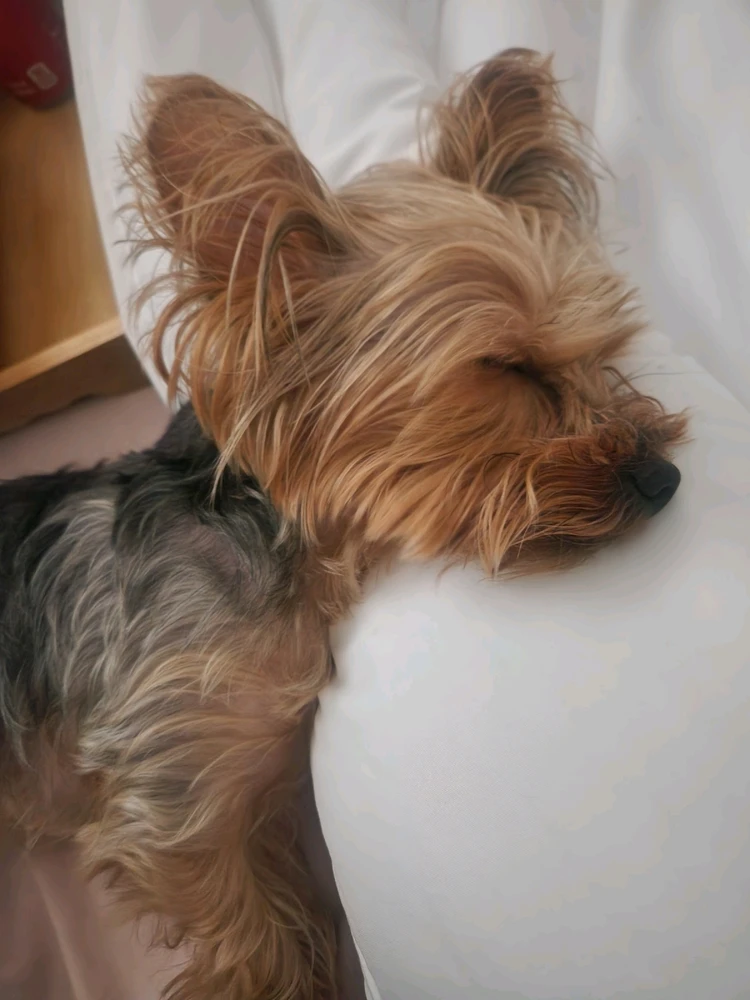 Image uploaded by 《🌹.::Lenöré::.🌹》