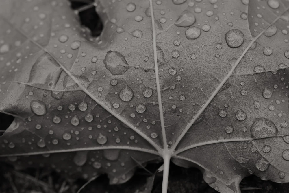 Nuotrauką įkėlė Tim