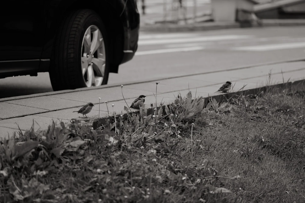 Nuotrauką įkėlė Tim