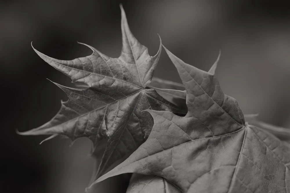 Image uploaded by Tim