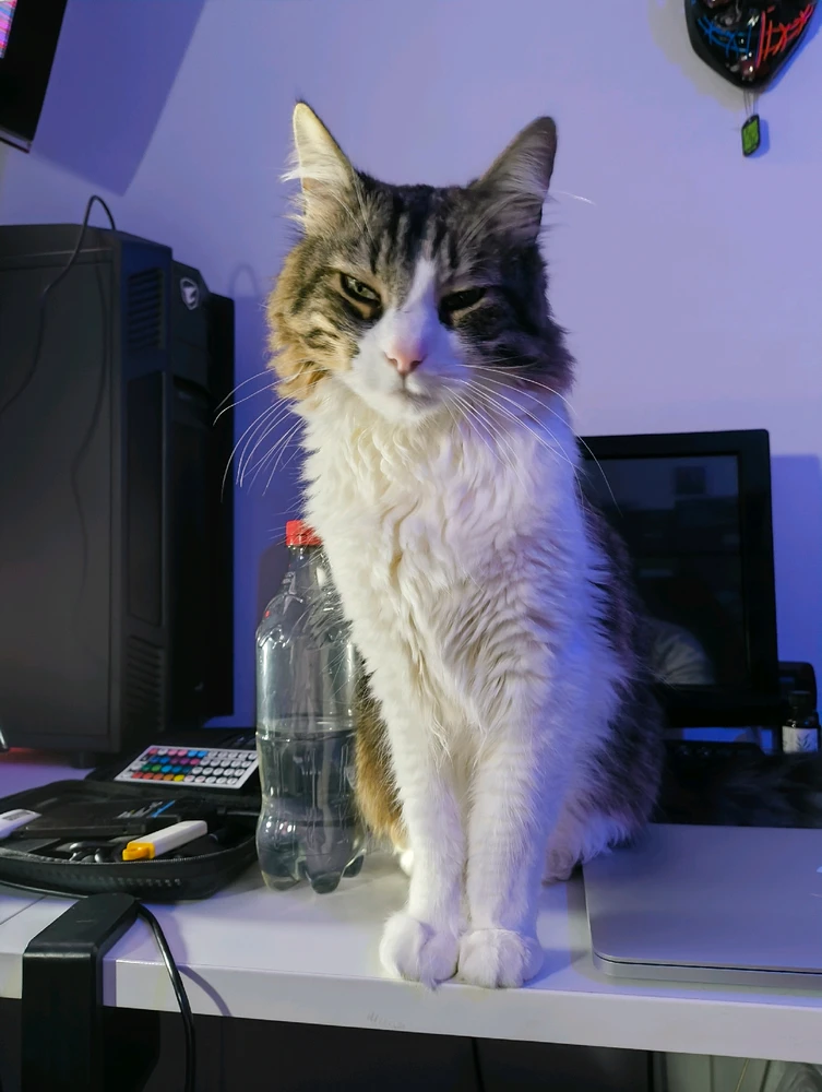 GIF caricata da Gigi