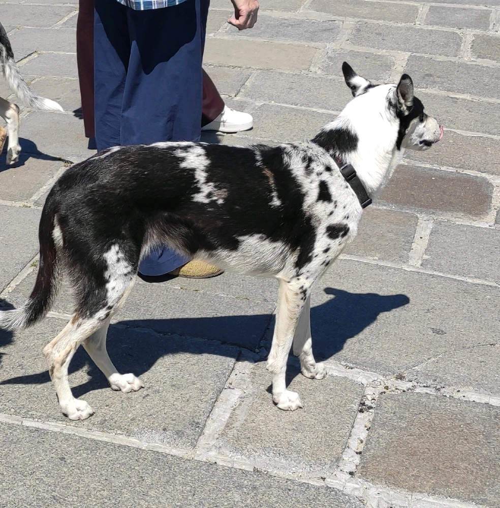 Obrázek nahrál Svatava