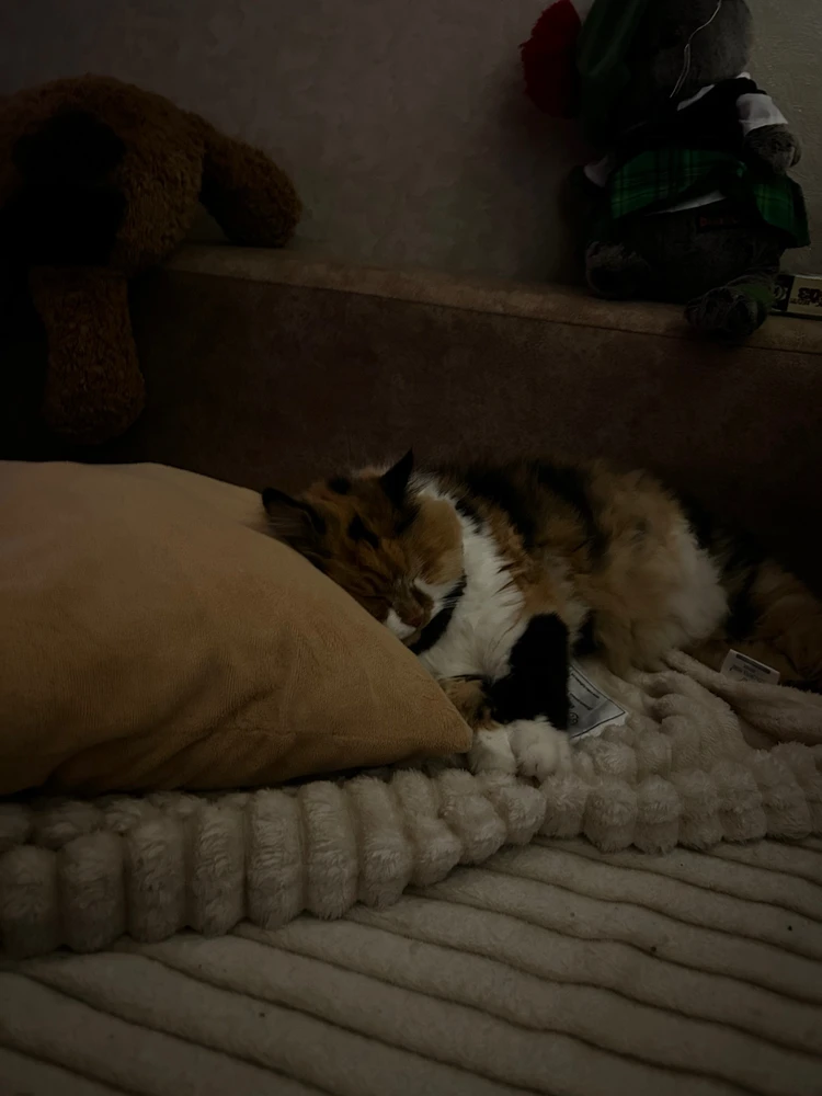 Гіфку завантажив Anna