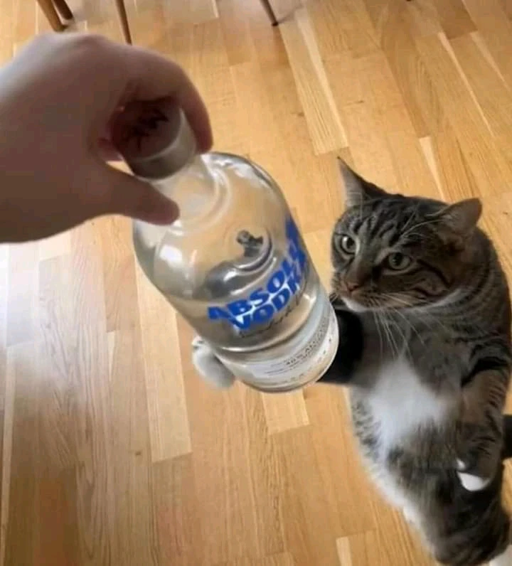 GIF enviado por - Cris 🏳️⚧️🩷