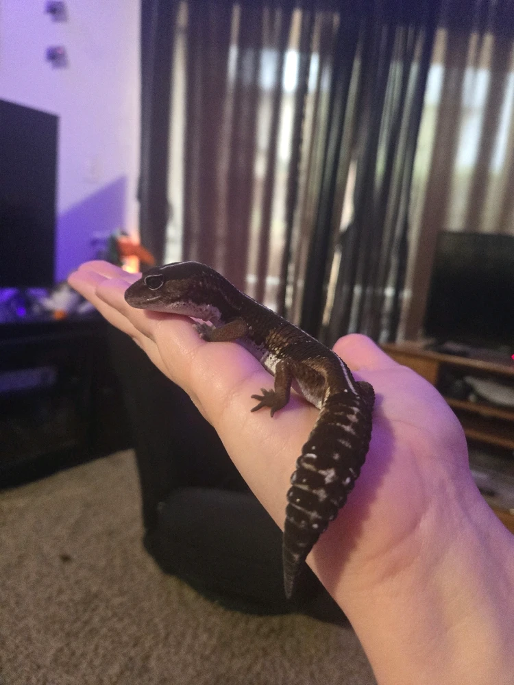 GIF diunggah dening Porsche’ FRIENDS ONLY