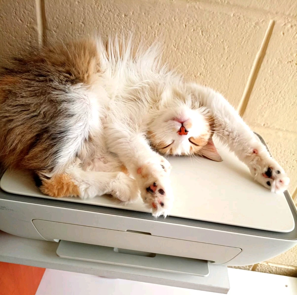 GuillermoがアップロードしたGIF