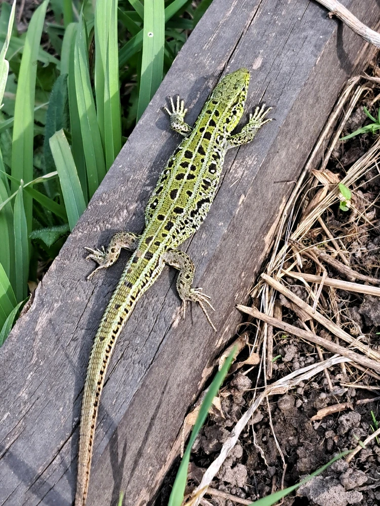 Фото загрузил Елена