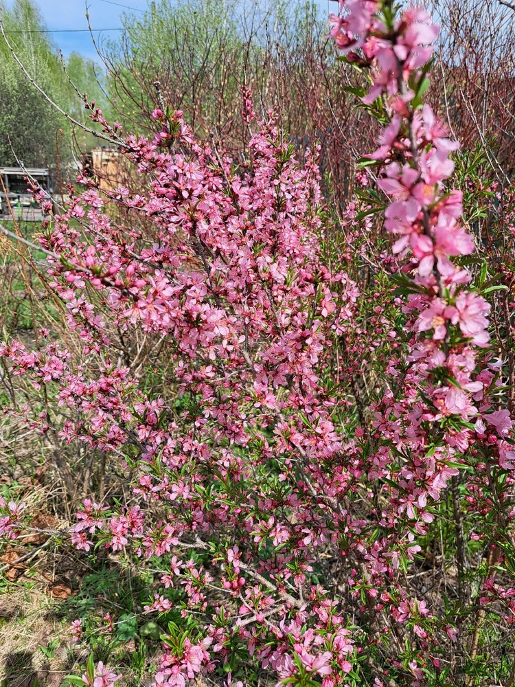 Фото загрузил Елена