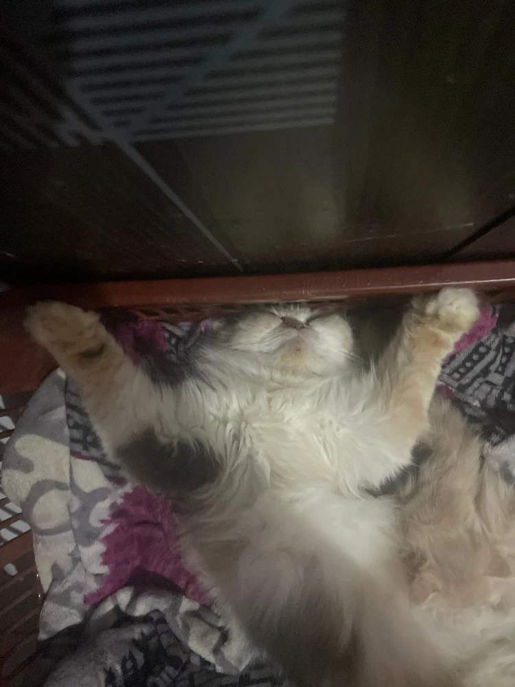 GIF uploaded by lib