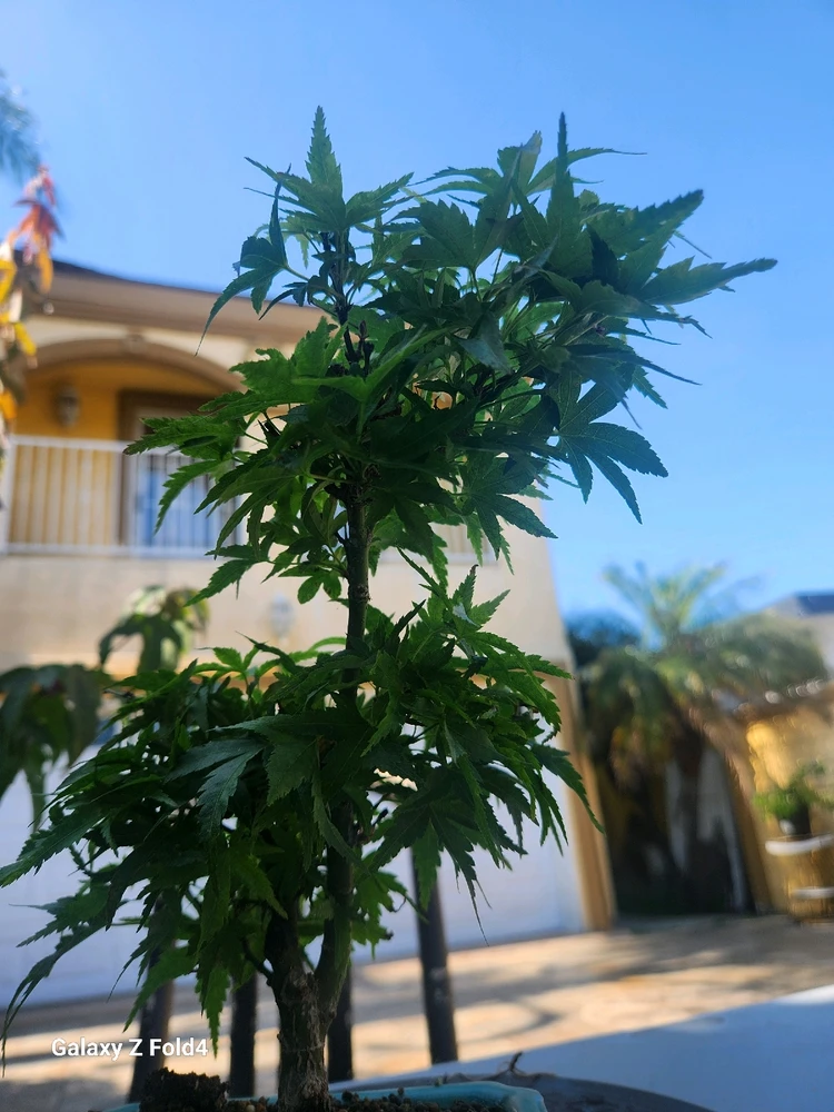 Imagen subida por Reyes