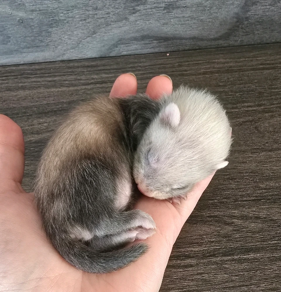 GIF uploaded by Ayeisha