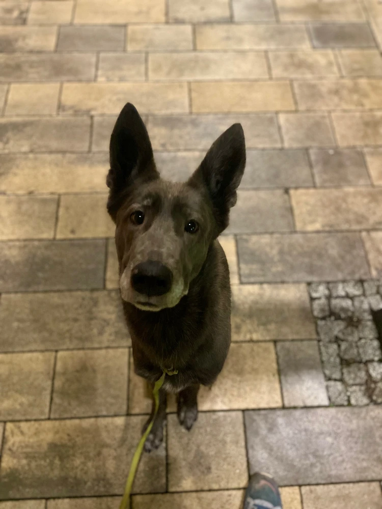 Sebastian上传的GIF