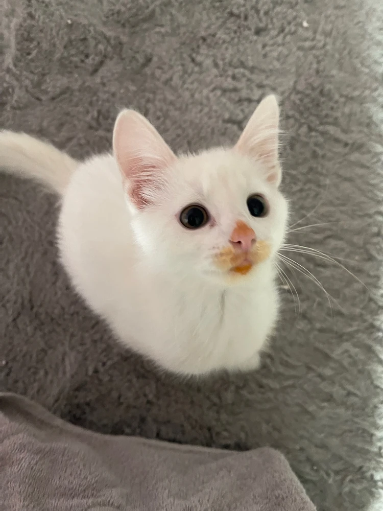 GIF hochgeladen von Leon