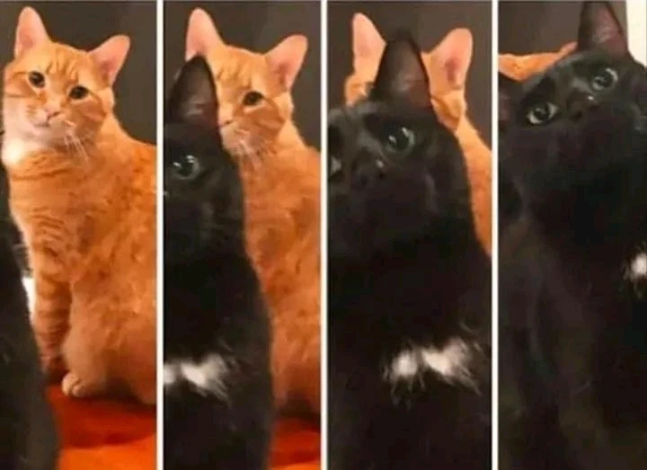 GIF subido por Darcy