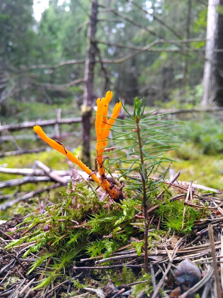 Image uploaded by Artis