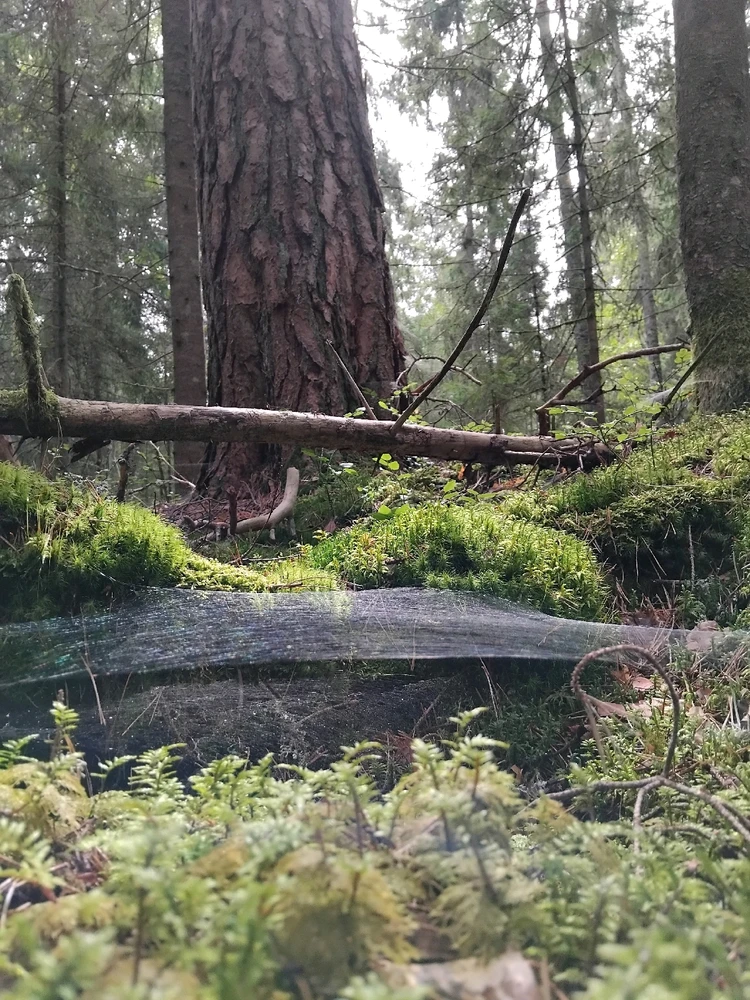 Image uploaded by Artis