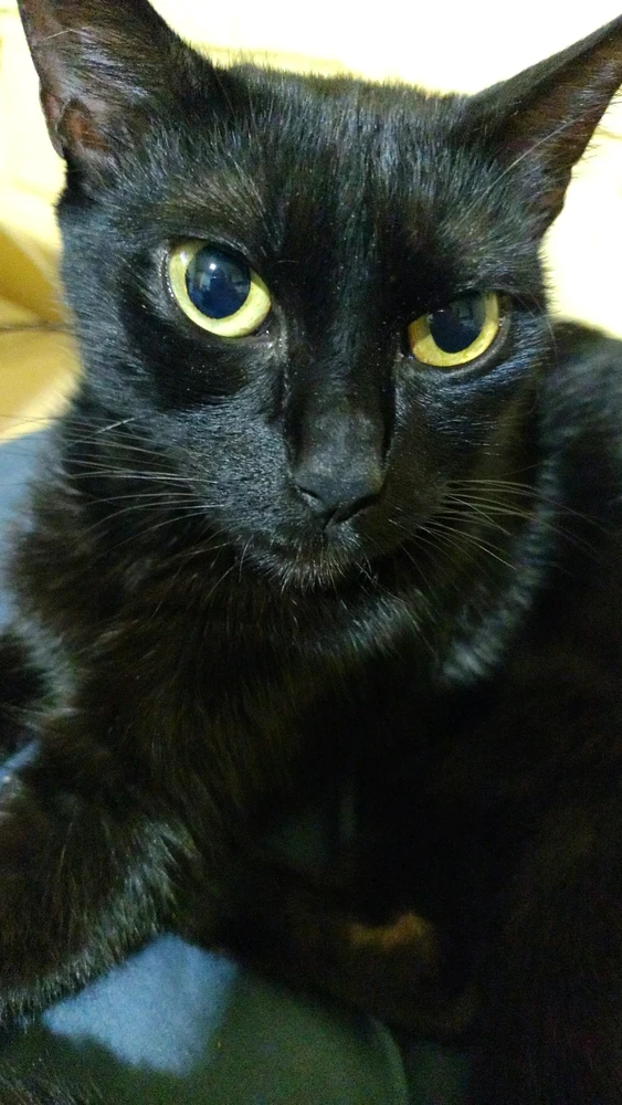 GIF diunggah dening Jota