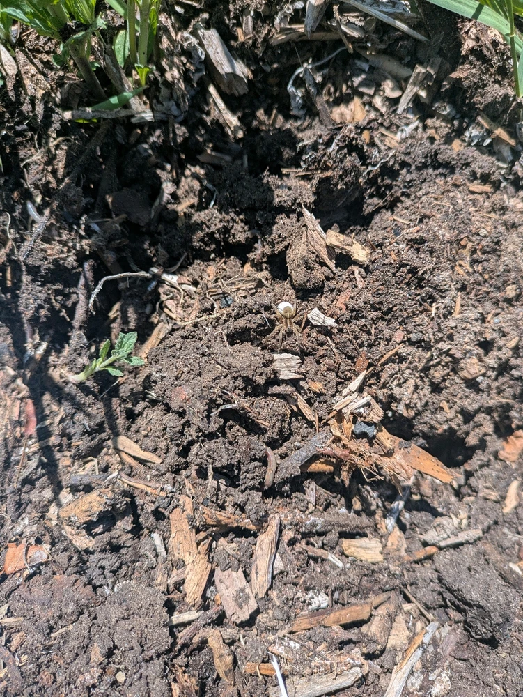 A photo of a pile of dirt and plant material, with a wolf spider and a few worms. The spider is carrying an egg sac.