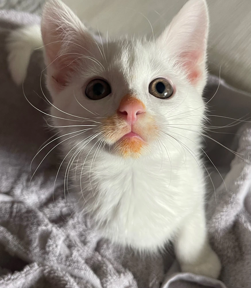 GIF hochgeladen von Leon