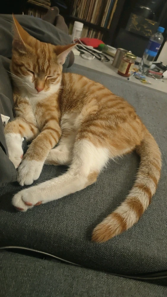 GIF geüpload door Patrick