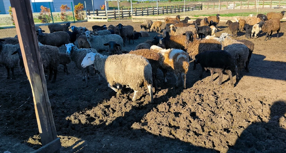 Фото загрузил Vladimir