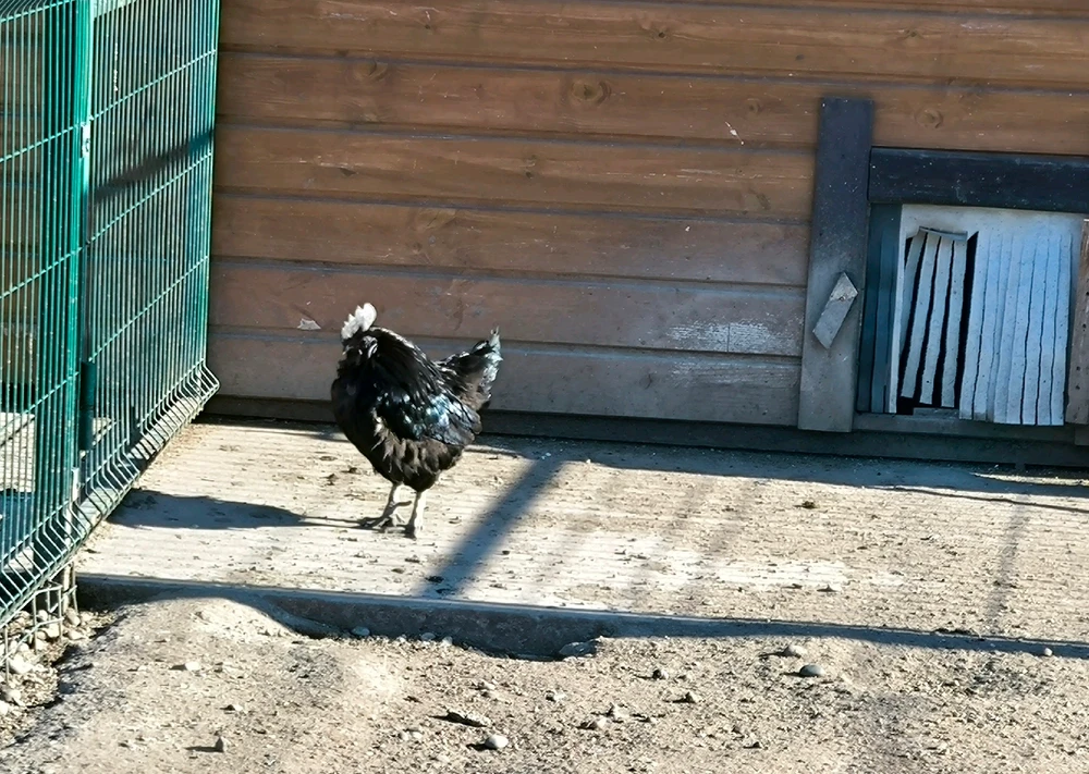 Фото загрузил Vladimir