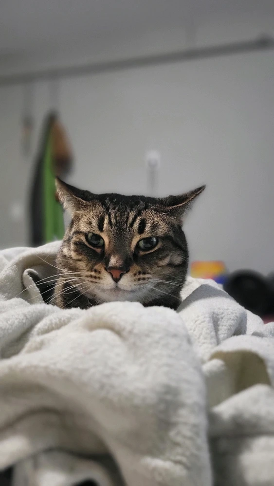 Image uploaded by Moon