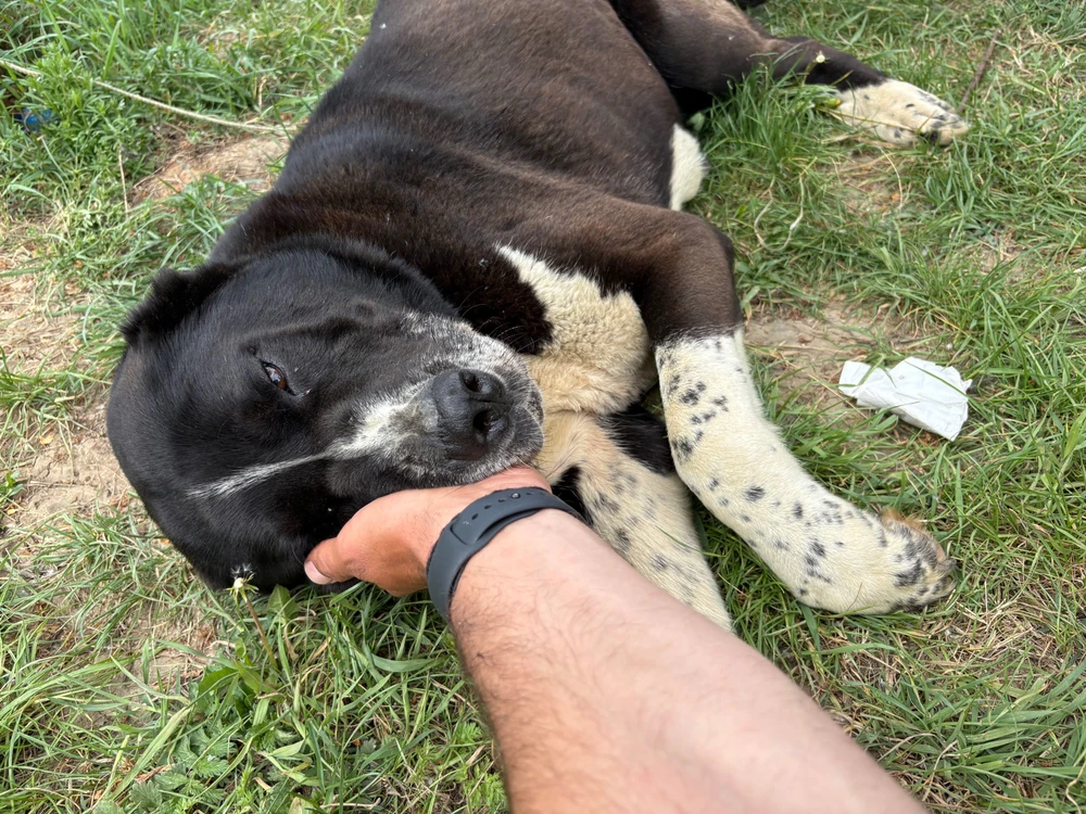 Imagine încărcată de Chis Ionel Marian