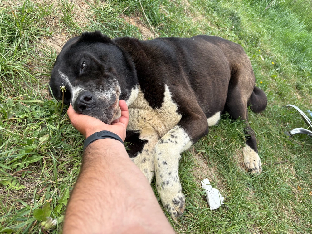 Imagine încărcată de Chis Ionel Marian