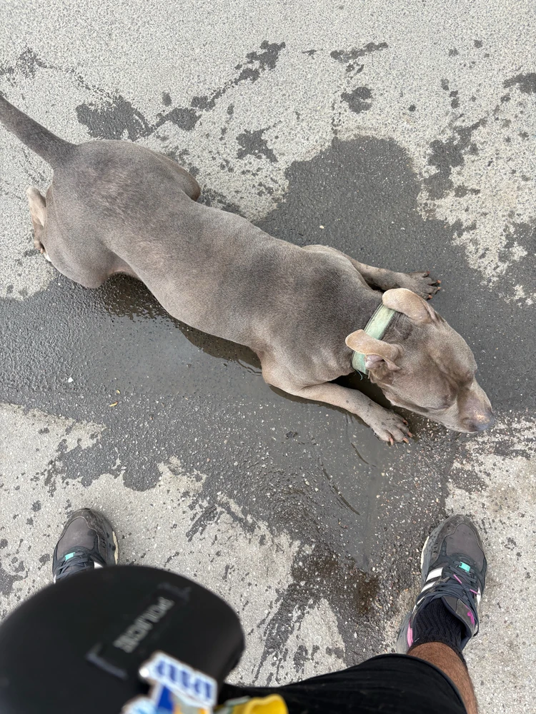 Imagine încărcată de Chis Ionel Marian