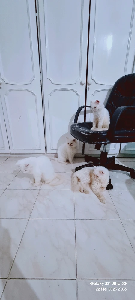 Anak2nya mama cloudy. Ikutin mama cloudy semua warnanya dominan putih..