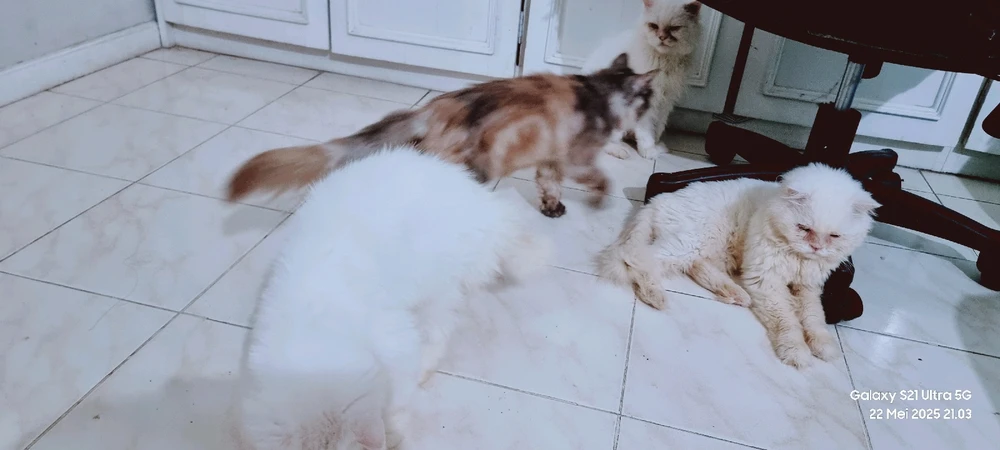 Gambar diunggah oleh Diyan